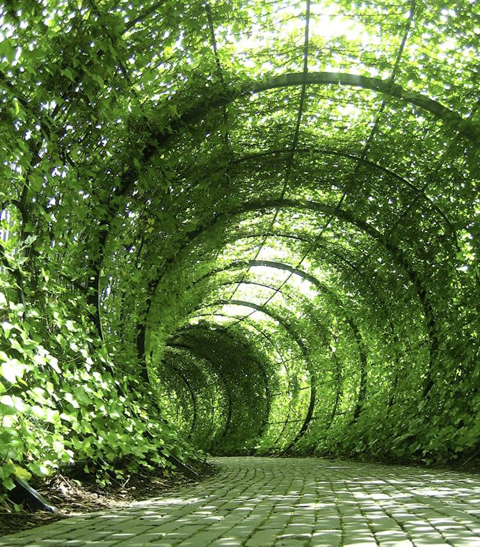 Ivy Tunnel - Alnwick Castle, Northumberland, England